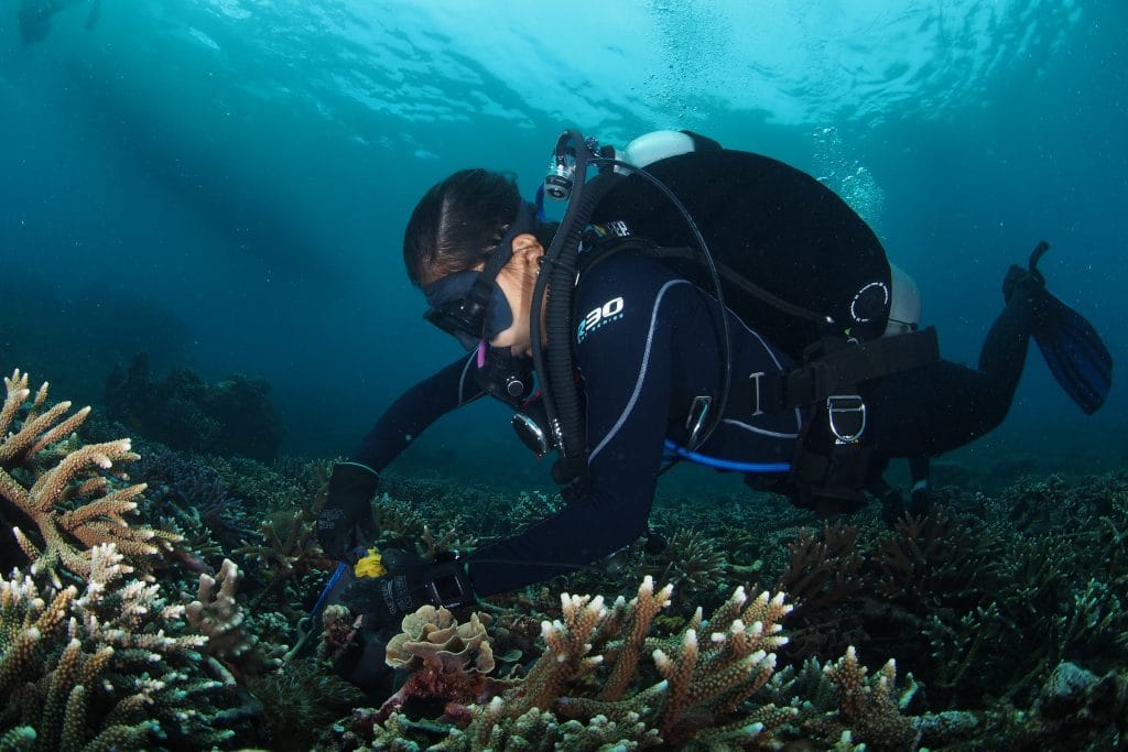 A woman diver on a shallow reef tending to coral restoration structures