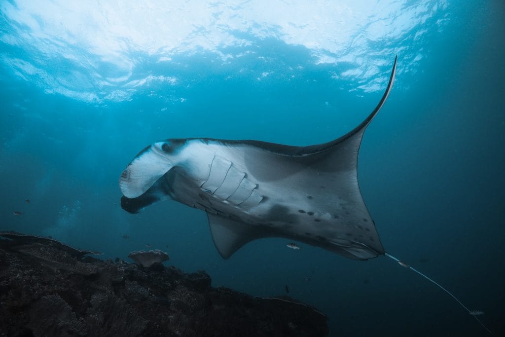 A manta ray getting cleaned on a cleaning station in Nusa Penida