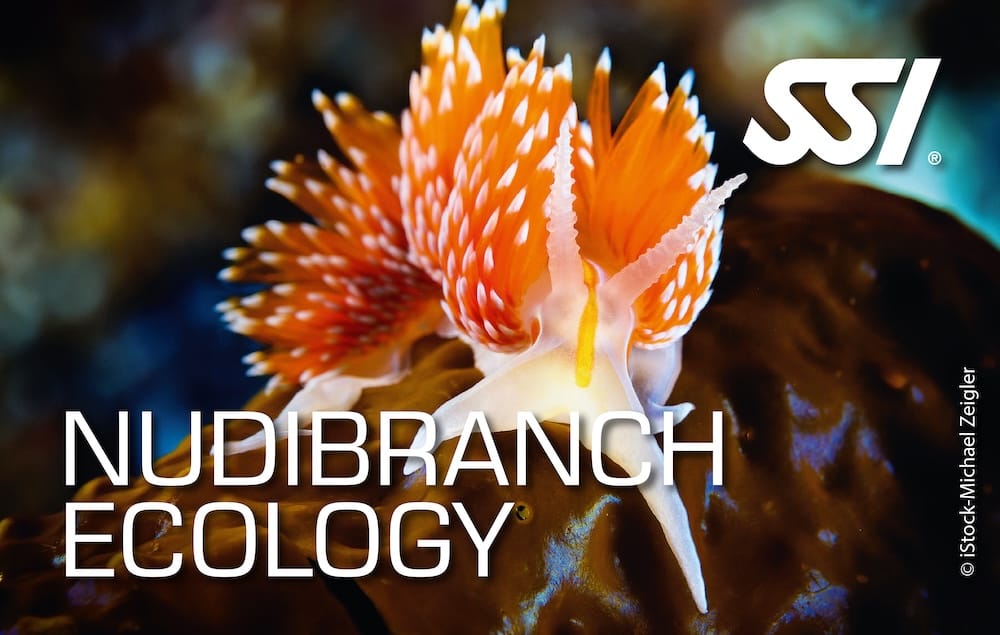 SSI Nudibranch Ecology Course in Nusa Penida