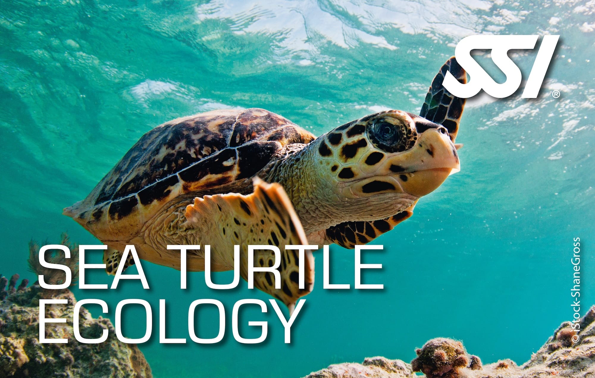 SSI Sea Turtle Ecology course in Nusa Penida
